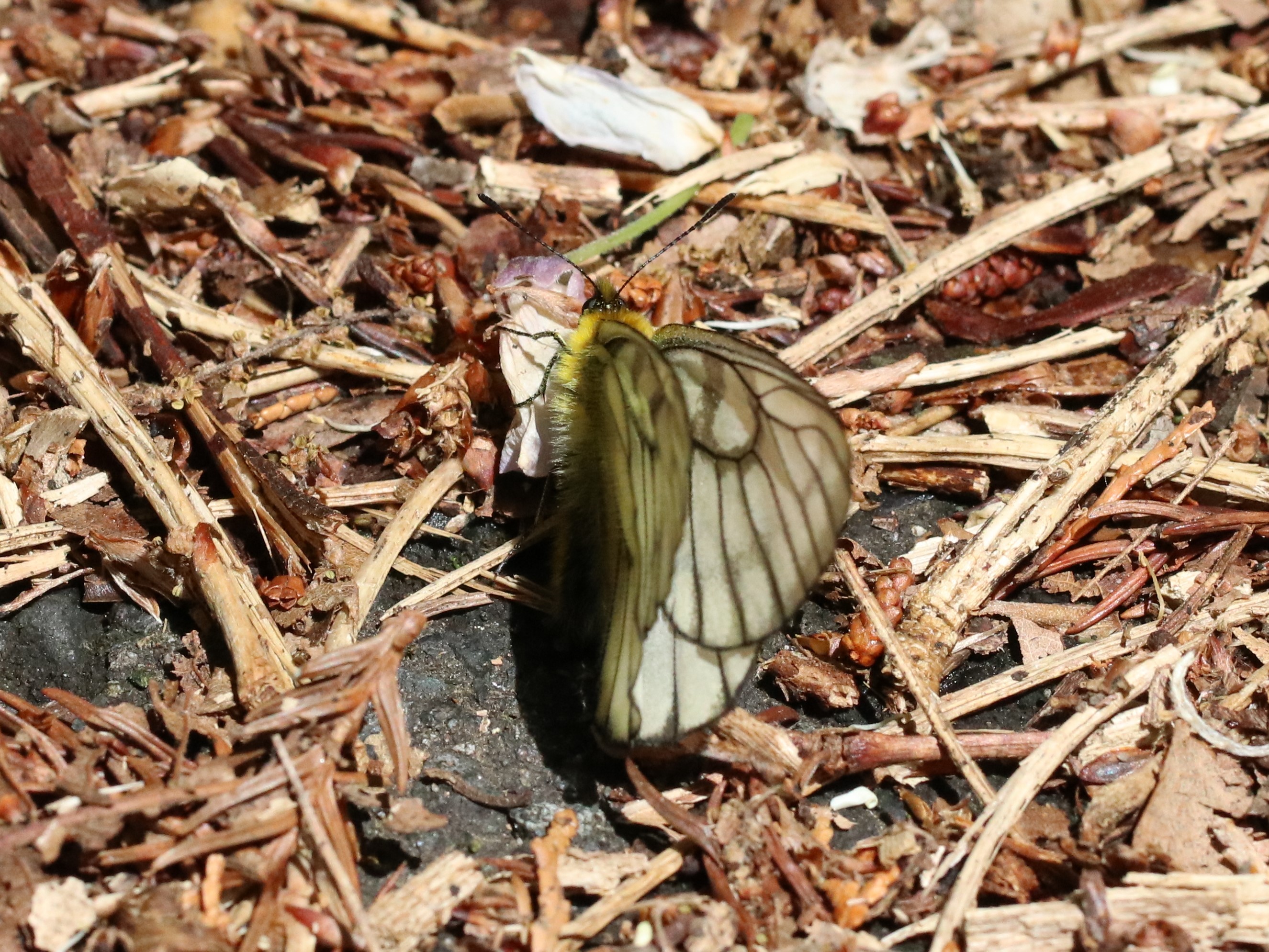 地面のウスバシロチョウ